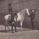Cavalryman and his horse
